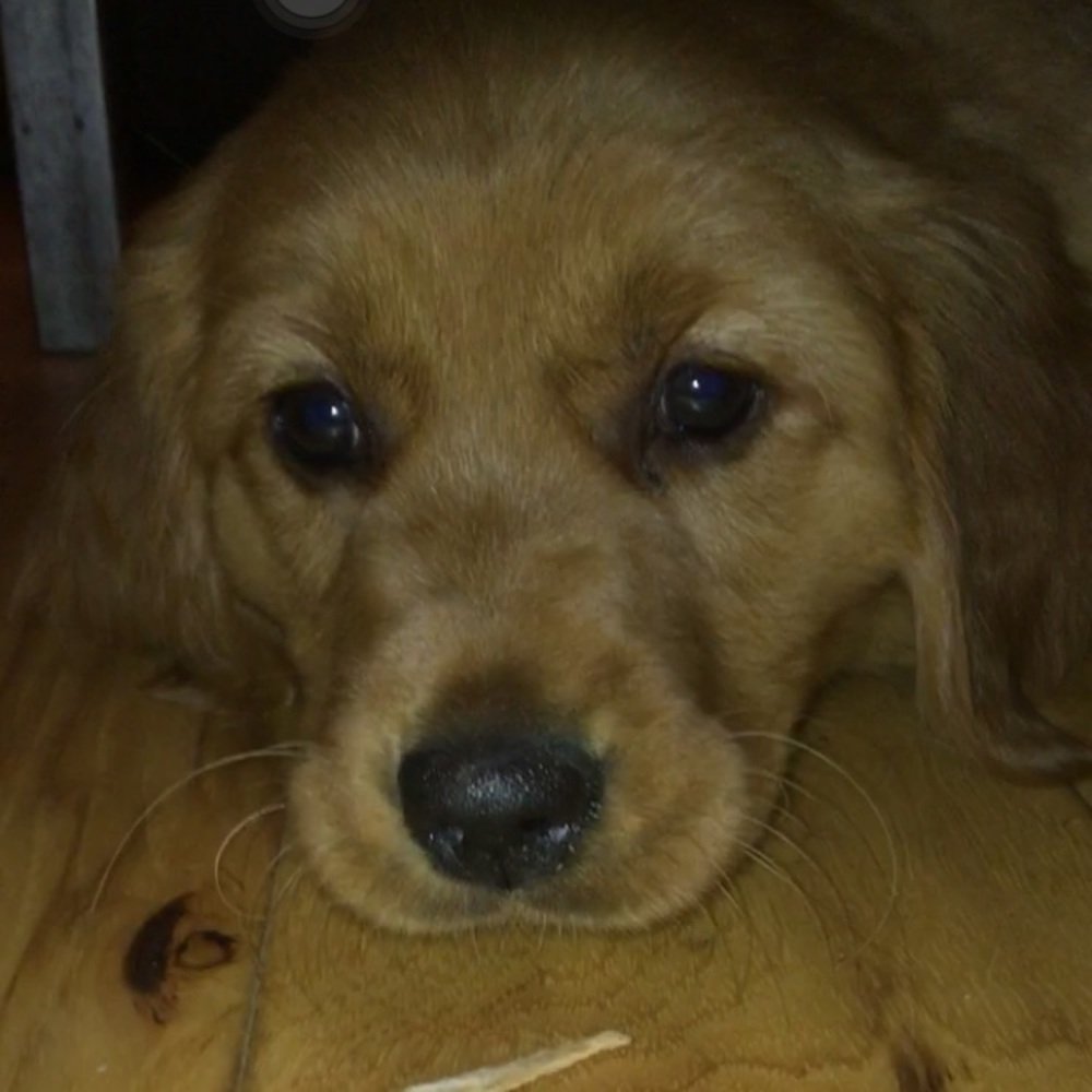 Meet your Posher, Tini